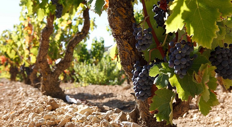 El vino «Bozeto» de la IBERIC BOX en el top de los vinos de Rioja según Robert Parker