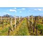vignes Graves