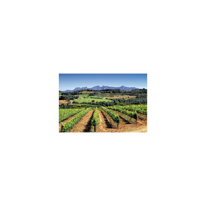 cava penedes