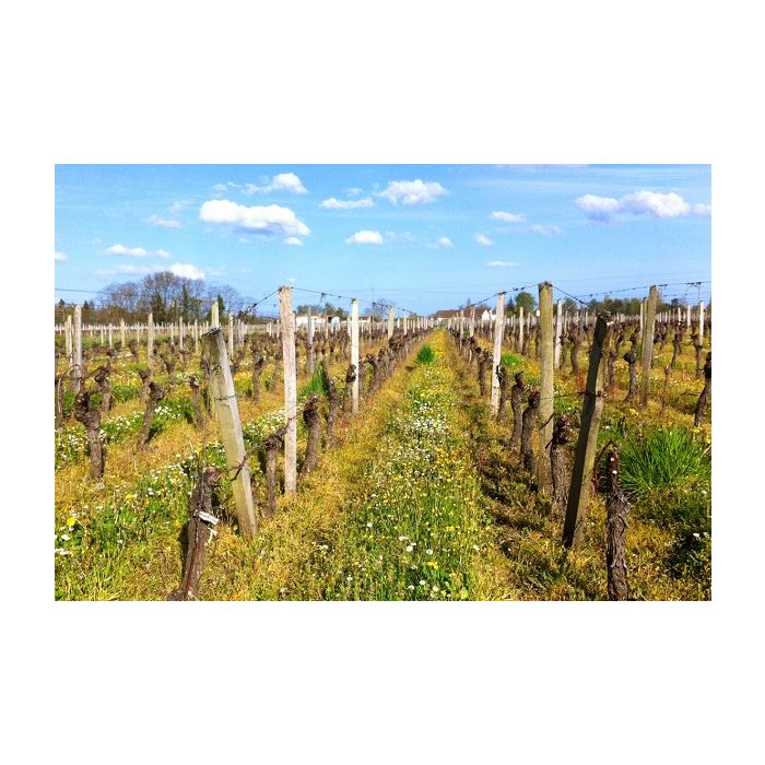 vignes Graves