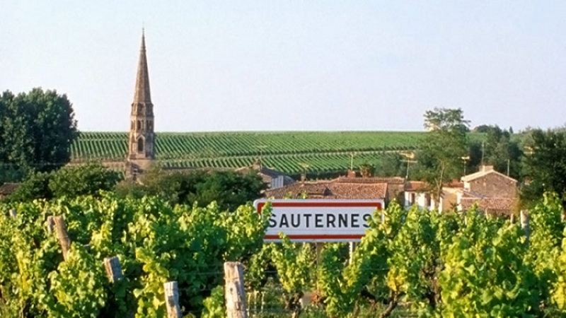 Vin de Sauternes : brouillards et pourriture noble pour un vin unique