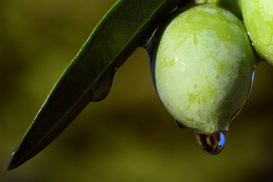 acidité et qualité des olives