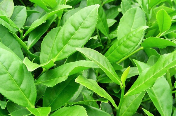 Feuille de thé à l'état naturel feuilles-the