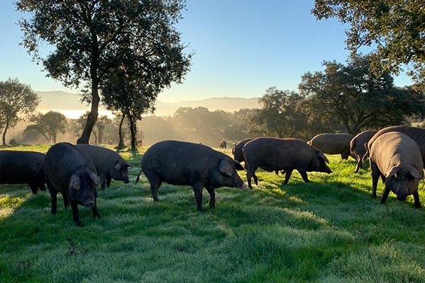 Le Jambon Pata Negra de Bellota, les raisons de l'excellence