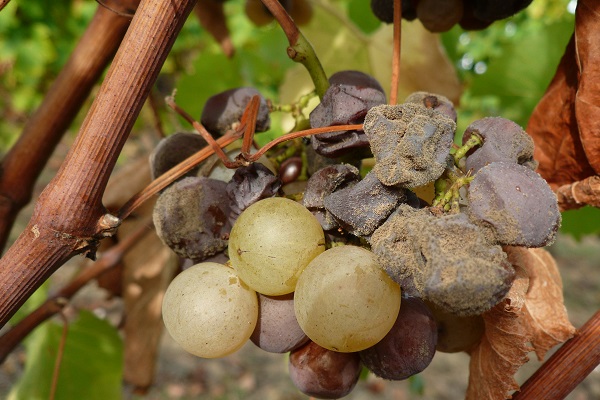 botrytis-cinerea-champignon-sauternes-brouillard