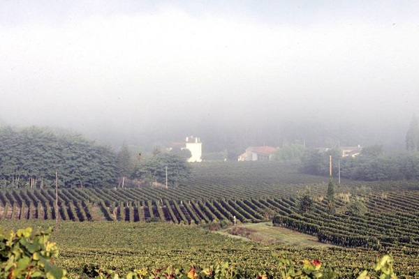 brouillard-sauternes-cadeau-gourmand