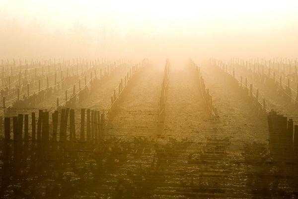 brouillard-et-sauternes-cadeau-gourmand