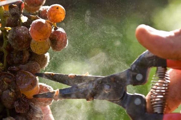 vendanges-sauternes-pourriture-noble