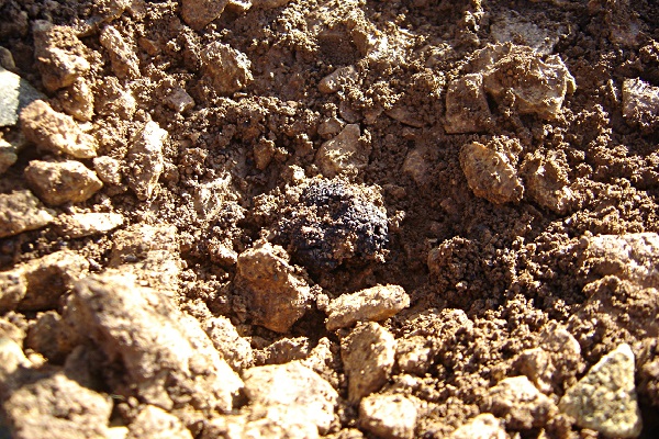 Cavage de la truffe noire truffe-noire-cavage