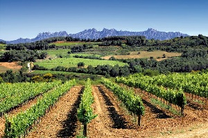 cava-penedes-spain