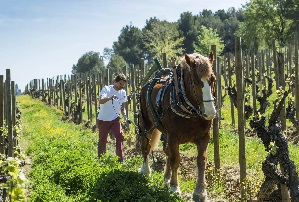 raventos-i-blanc-cava-de-nit-biodynamie