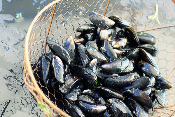 moules buchot moules