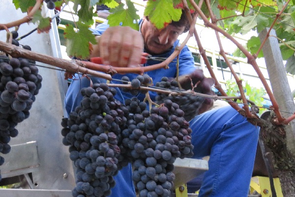 vins-pessac-leognan-haut-lagrange-machine-vendanges-manuelles