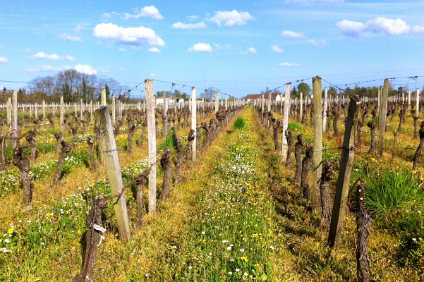 agriculture-raisonnée-bordeaux-saint-emilion