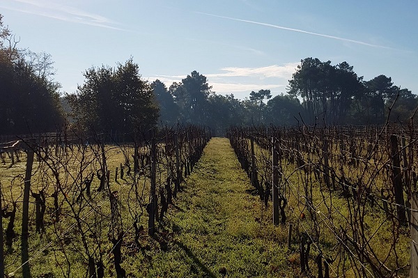 terroir-graves-chateau-sirio-bordeaux