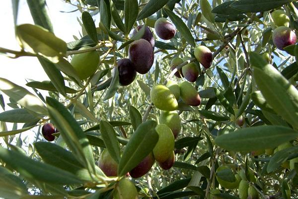 Olives vertes et noires La Gourmet Box coffret cadeau Olive Box